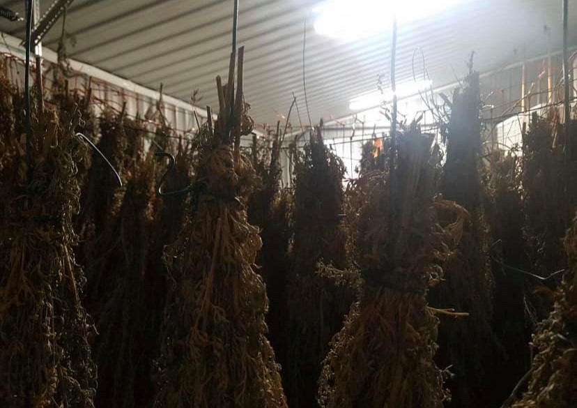 Drying process - Harvesting Wormwood for Absinthe