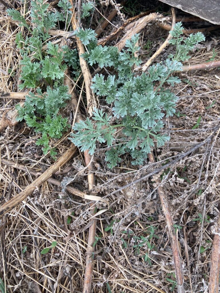 Young Wormwood - Harvesting Wormwood for Absinthe