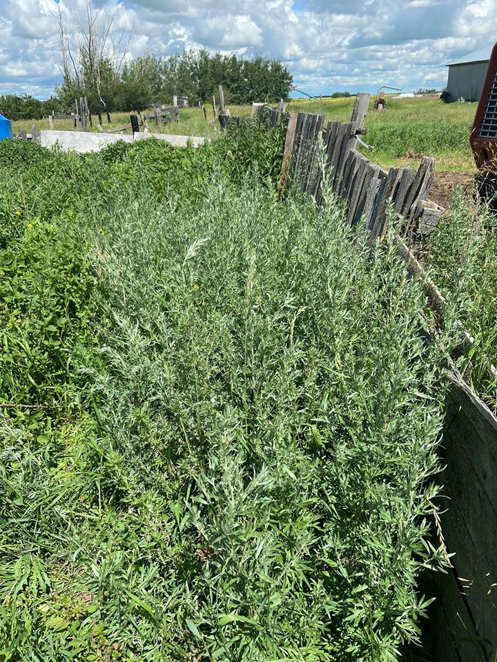 Mature Wormwood - Harvesting Wormwood for Absinthe