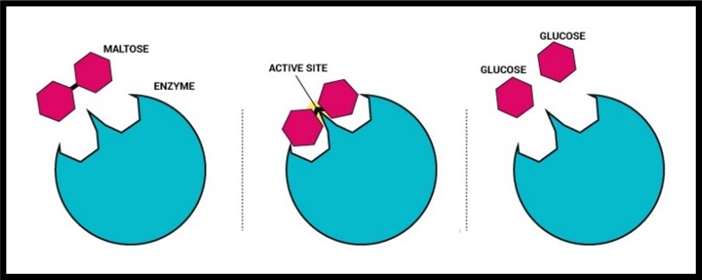 Enzyme model